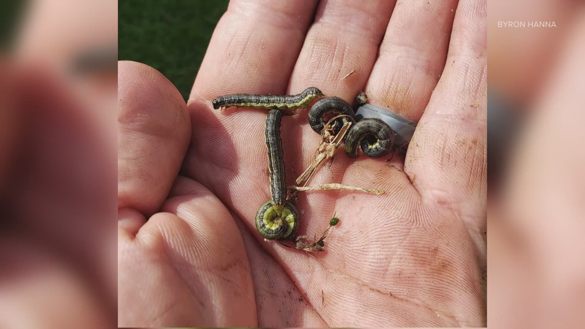 The worms, which are actually caterpillars, can be destructive to grass and yards.