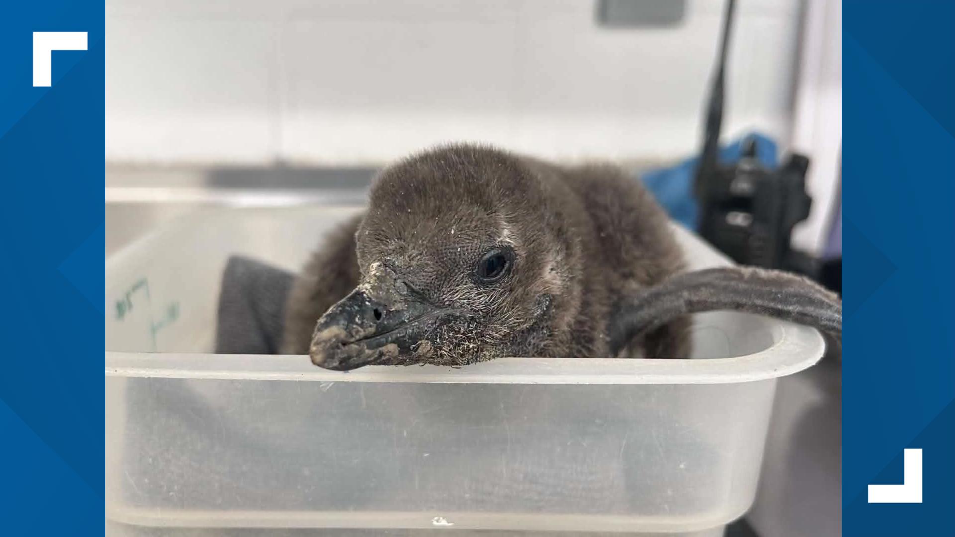 Cameron Park Zoo welcomes third African Penguin chick