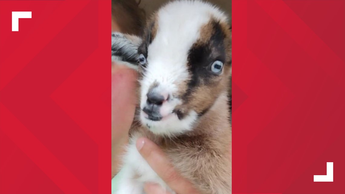 Temple, Tx News | Tiny Hooves Rescue looks for stolen goat - Vimarsana News
