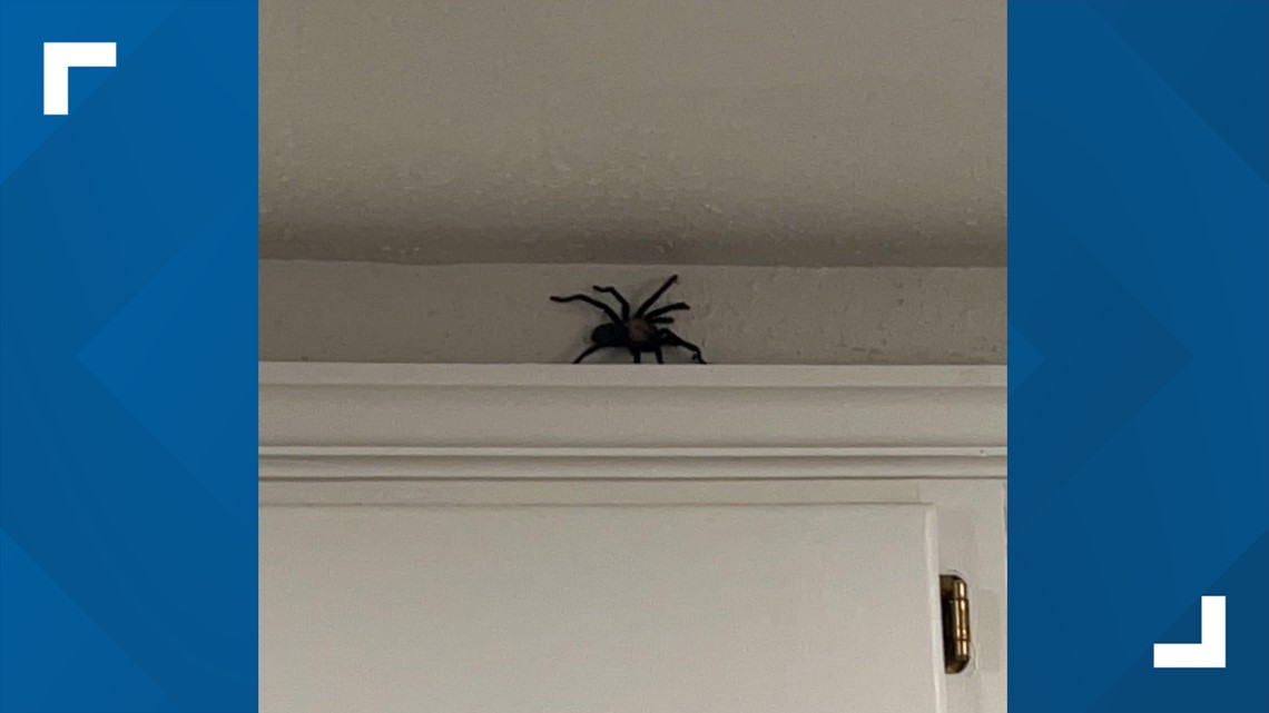 Central Texas News | Tarantulas take over Central Texas - Vimarsana News
