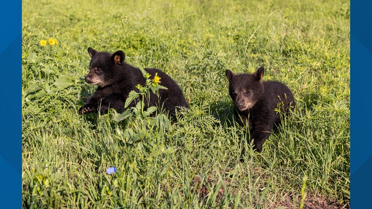 Two new bear cubs to make their way to Baylor University in the summer