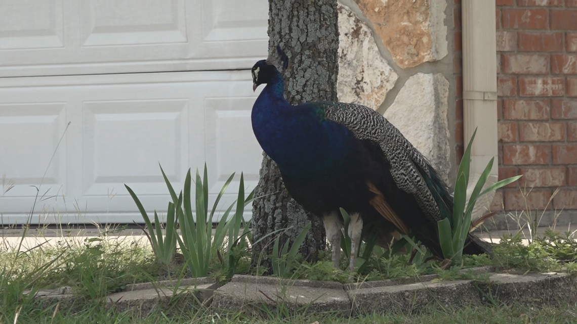 Wild peacocks causing headaches for Copperas Cove residents