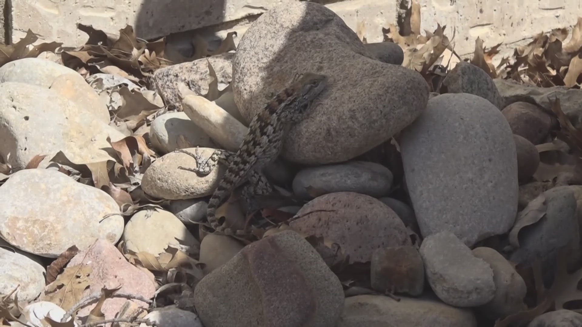Central Texans are seeing the reptile pop up more in their backyards.