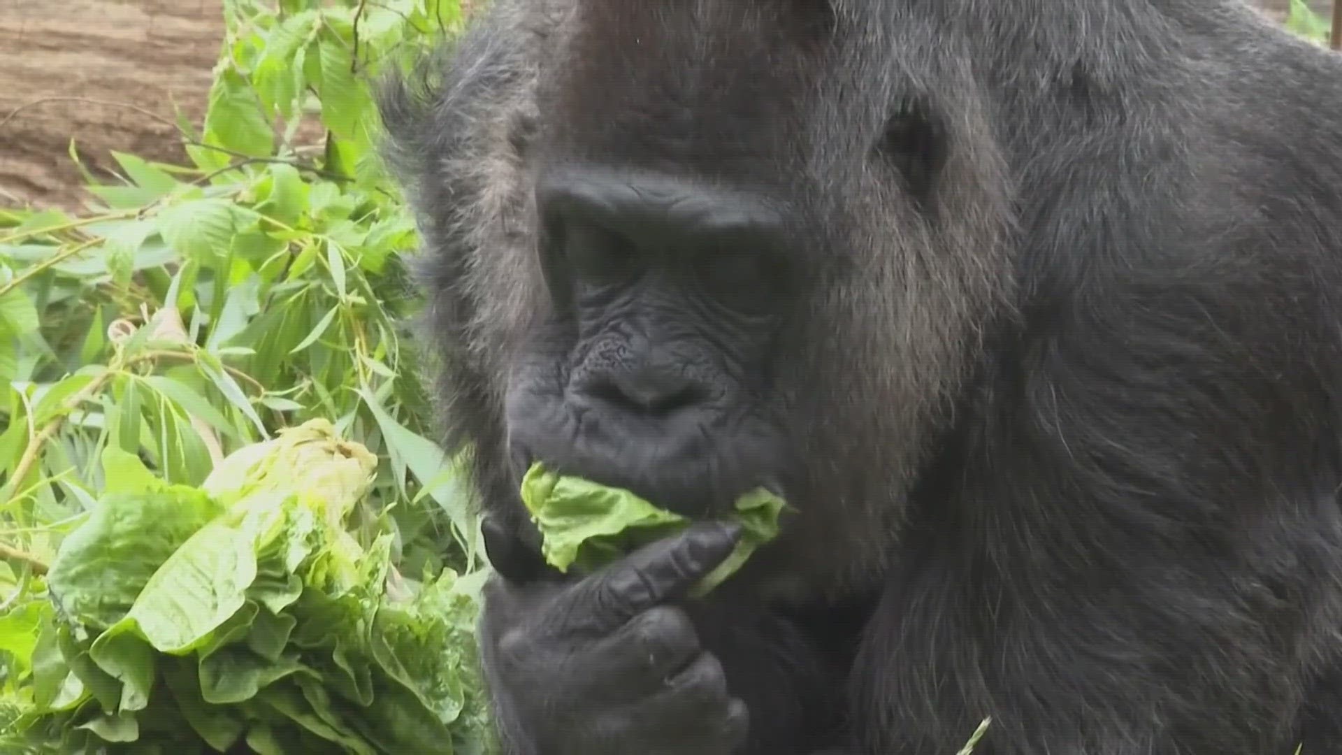 Fatou, a gorilla at a zoo in Berlin, turned 67, making her the oldest known living gorilla in the world.