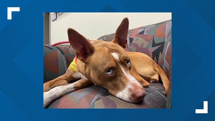 Perfect Pet: Mary, the lovebug looking for her forever home