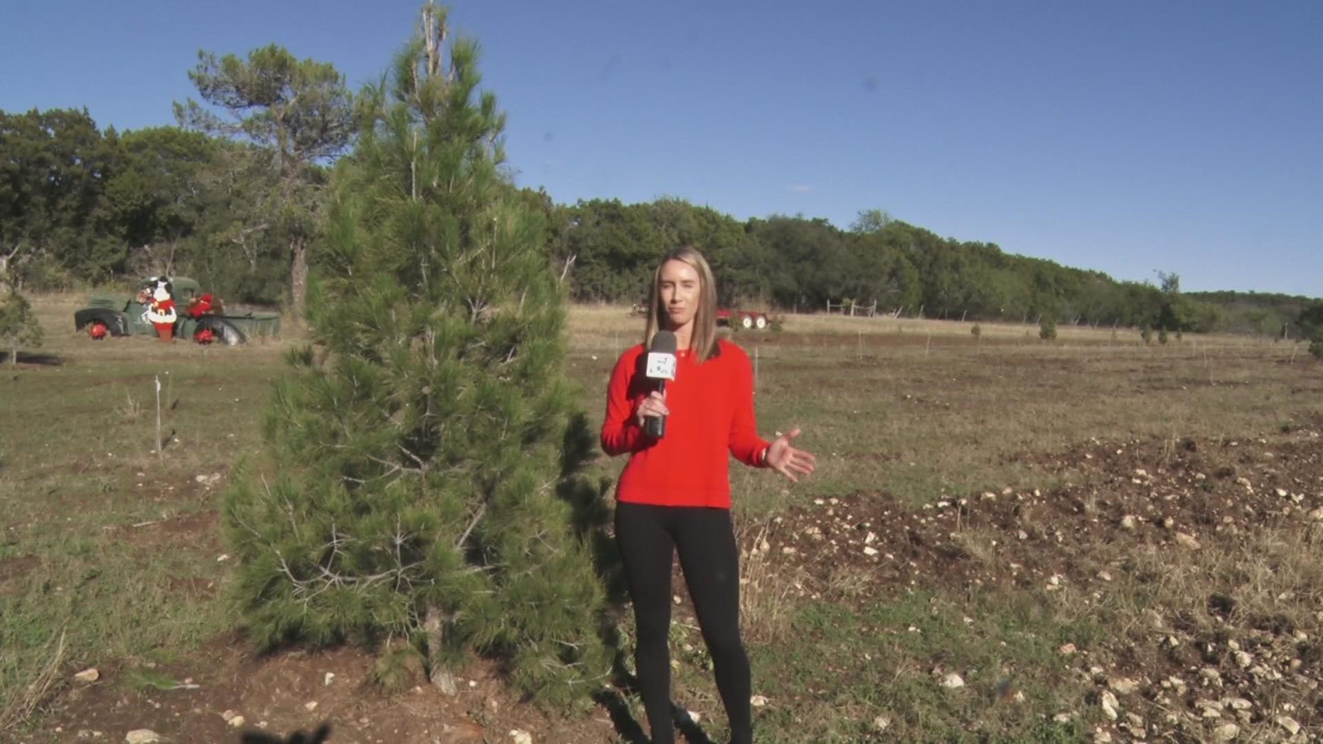 Co-owners, Kathy and Kenneth Radde, made the difficult decision to shut down the Christmas tree cutting field due to drought and weather conditions in Central Texas.
