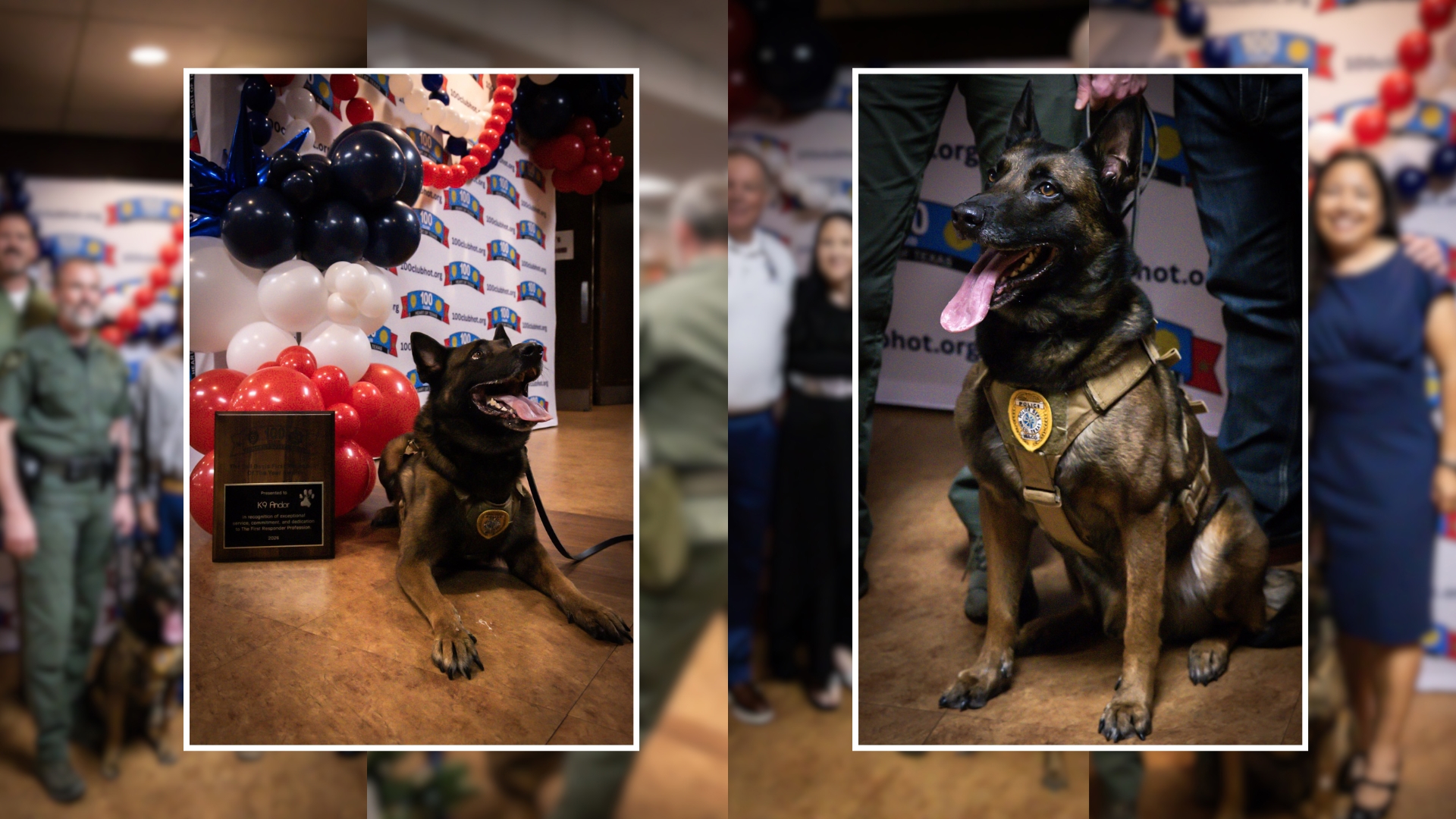 Waco police K9 shot in the line of duty named Officer of the Year ...