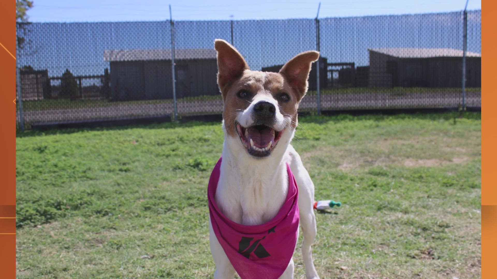A gorgeous, approximately 6-year-old spayed female Australian Cattle Dog mix who is ready and able to fit into just about any home.