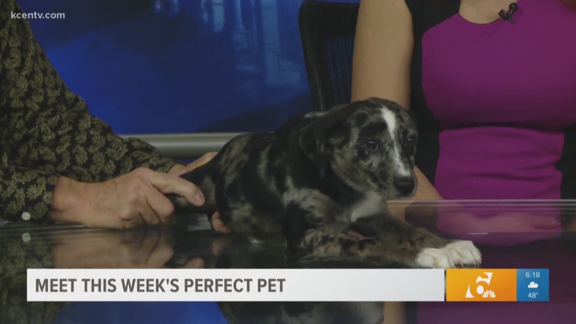 This 3-and-a-half-month-old female Catahoula Leopard dog is ready to be adopted today from the Humane Society of Central Texas.