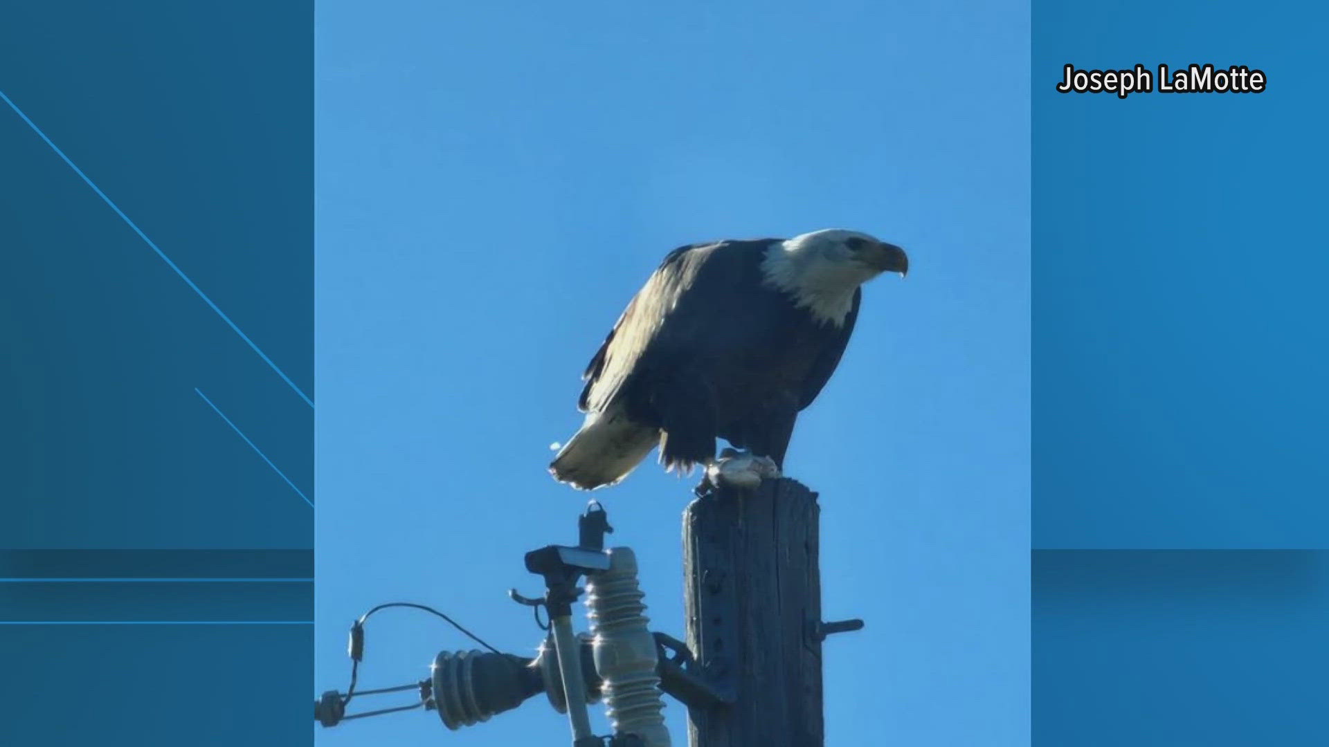 Joseph LaMotte was lucky enough to capture it on camera enjoying a fish snack on top of a pole at Lake Belton by Miller Springs.