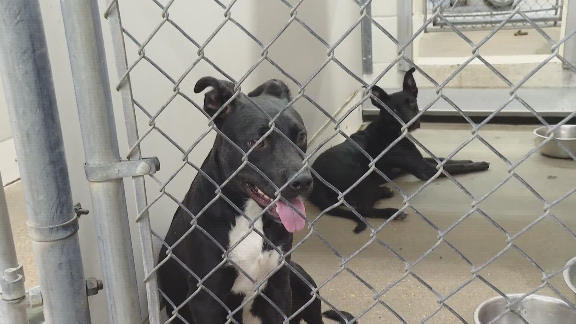 Texas News Central Texas Animal Shelters Face Full Kennels Kcentv
