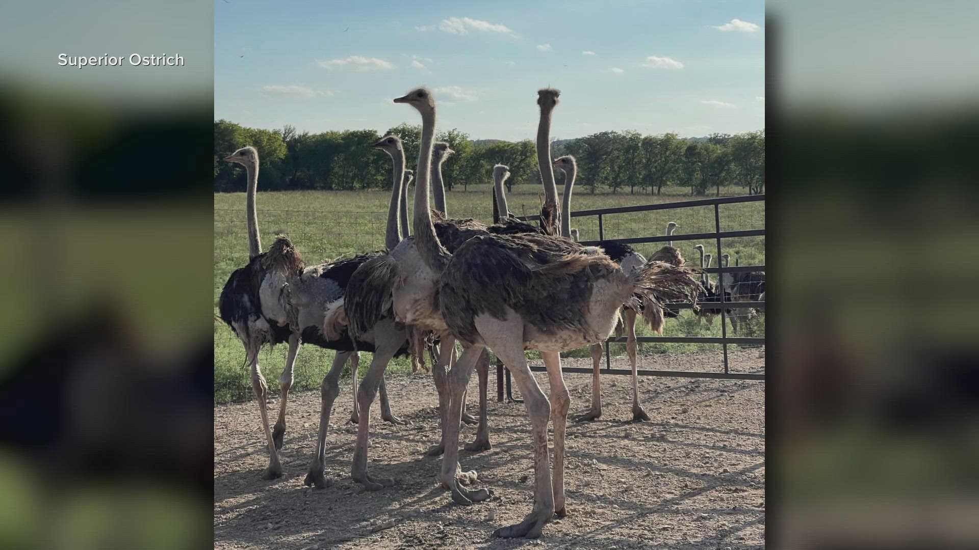 While spotting an ostrich in Texas is an unusual sight, the ranch owners advise anyone that comes across one to call the Superior Ostrich Ranch.
