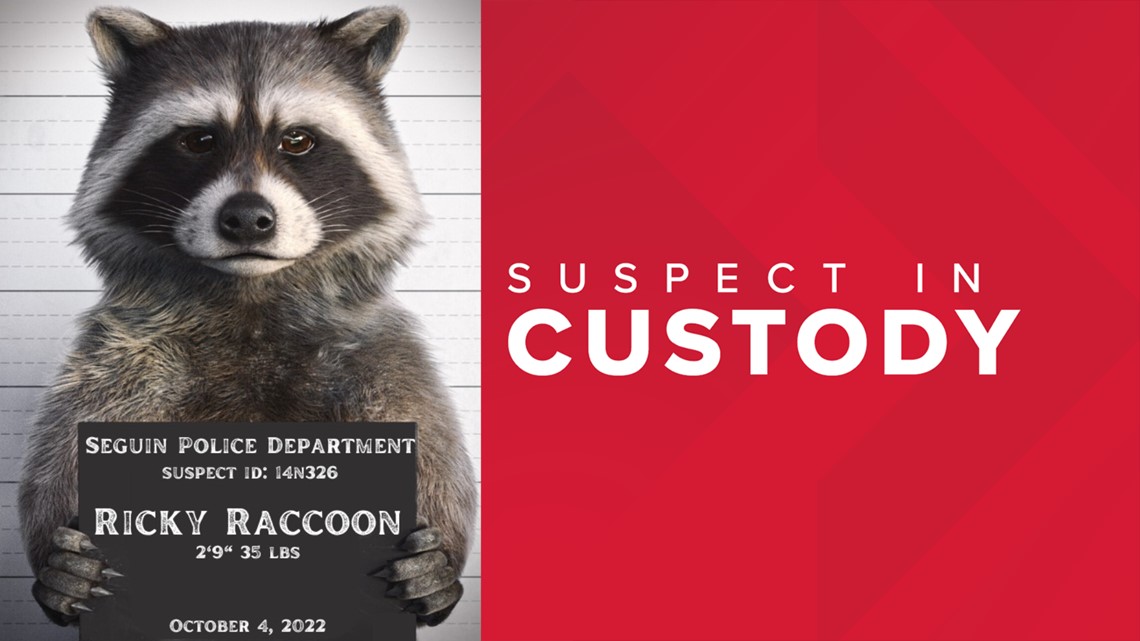 Raccoon arrested in Seguin after power outages