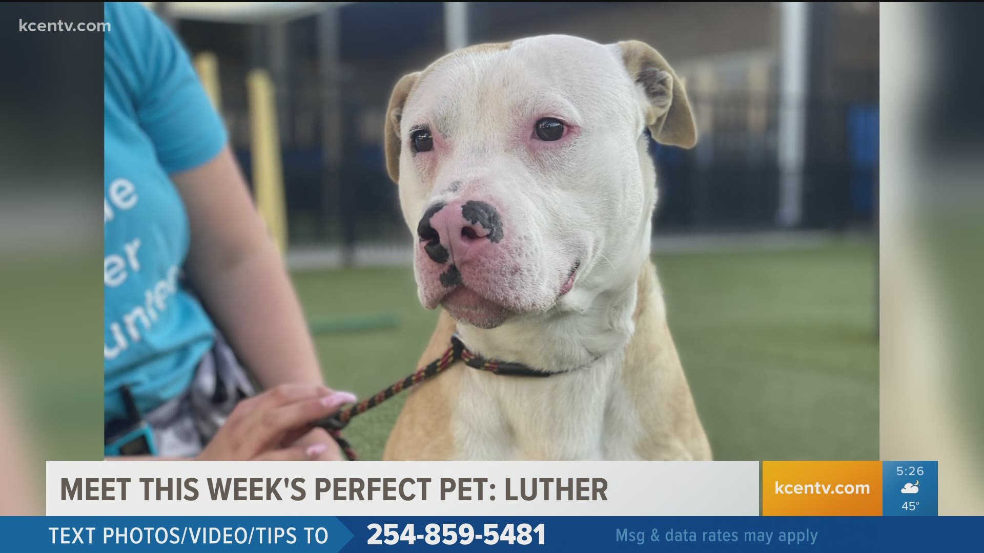 Perfect Pet: Meet Luther!