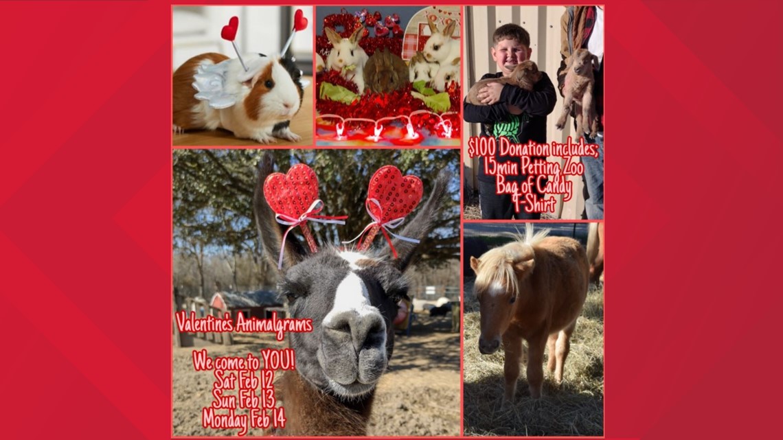A unique Valentines experience | Have the petting zoo delivered - Vimarsana News