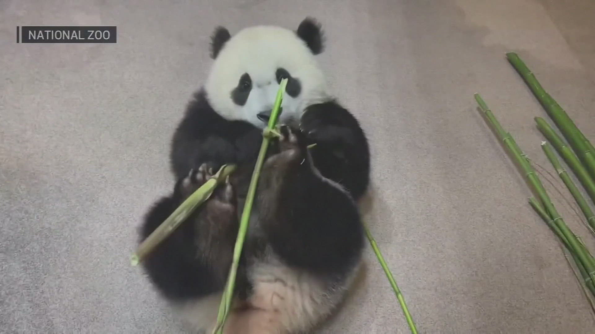 Two giant pandas get settled in their new home in D.C.