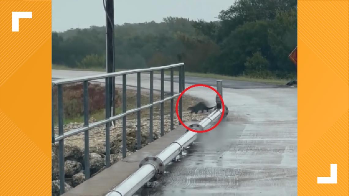 Rare sight: river otters spotted near Lake Limestone in Texas - Vimarsana News