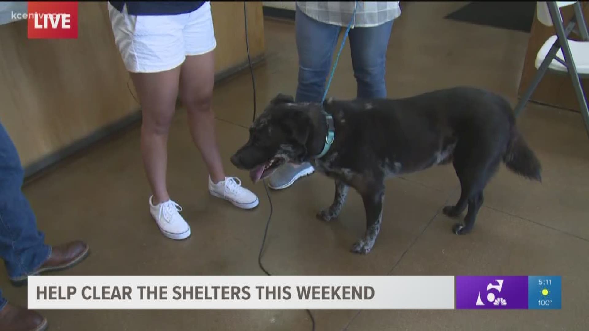 Leslie Draffin reports from the Temple Animal Shelter with more on how to help save animals' lives.