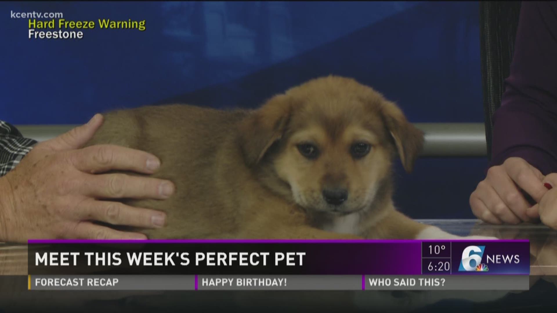 Adopt this cute pup from the Humane Society of Central Texas. 
