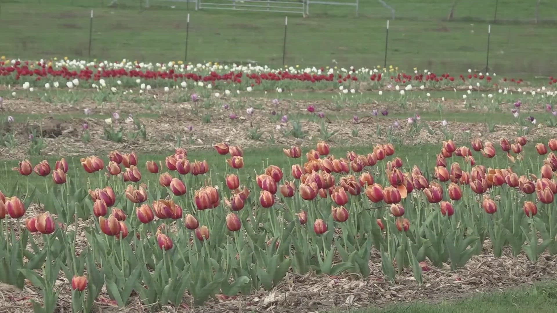 Starting on March 9 -- and only on Saturdays and Sundays -- the public can access the farm's tulip fields where over 100,000 tulips were planted.