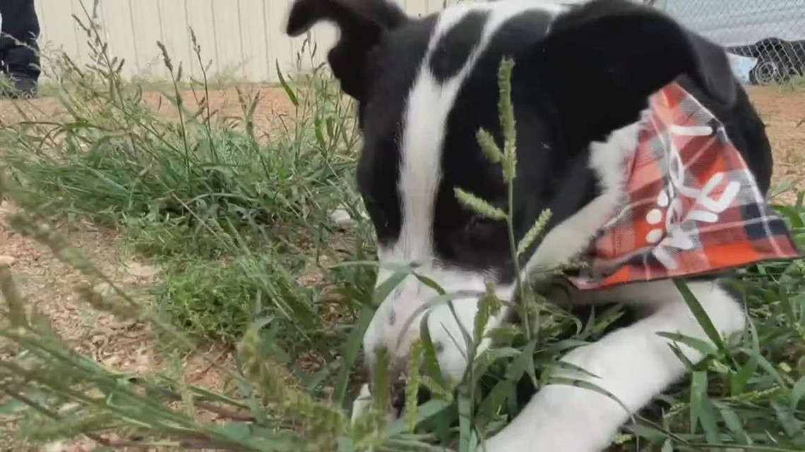 Killeen, Texas News Meet Perfect Pet Baxter the Border Collie
