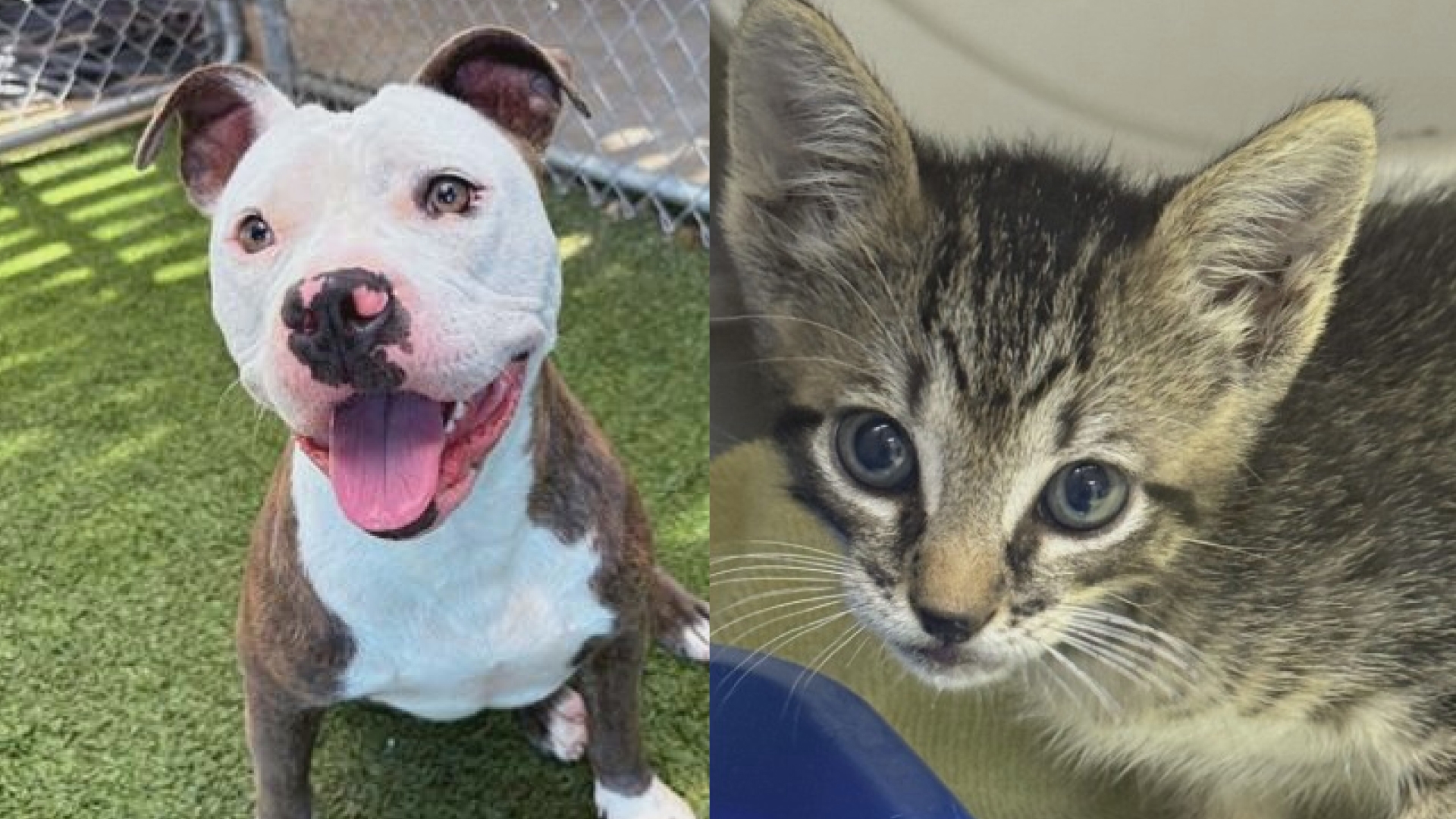 Texas Today is highlighting this weeks Perfect Pet up for adoption at the Killeen Animal Center.