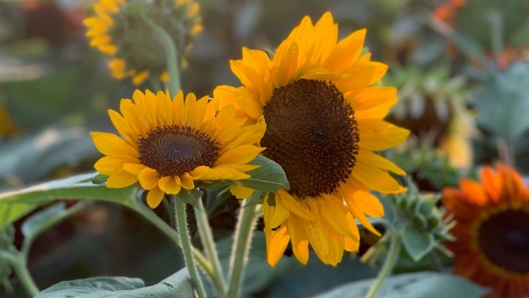 What's New Central Texas | Sunflower Festival opens this weekend in West