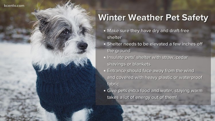 Don't forget your pets! | Winter safety tips for your pets