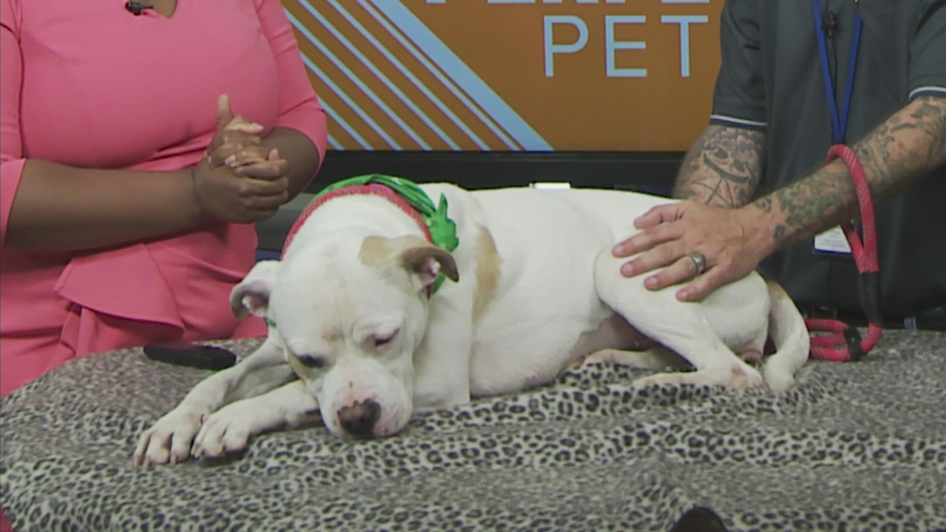 Killeen Animal Shelter boxer adopted after feature on Texas Today |  