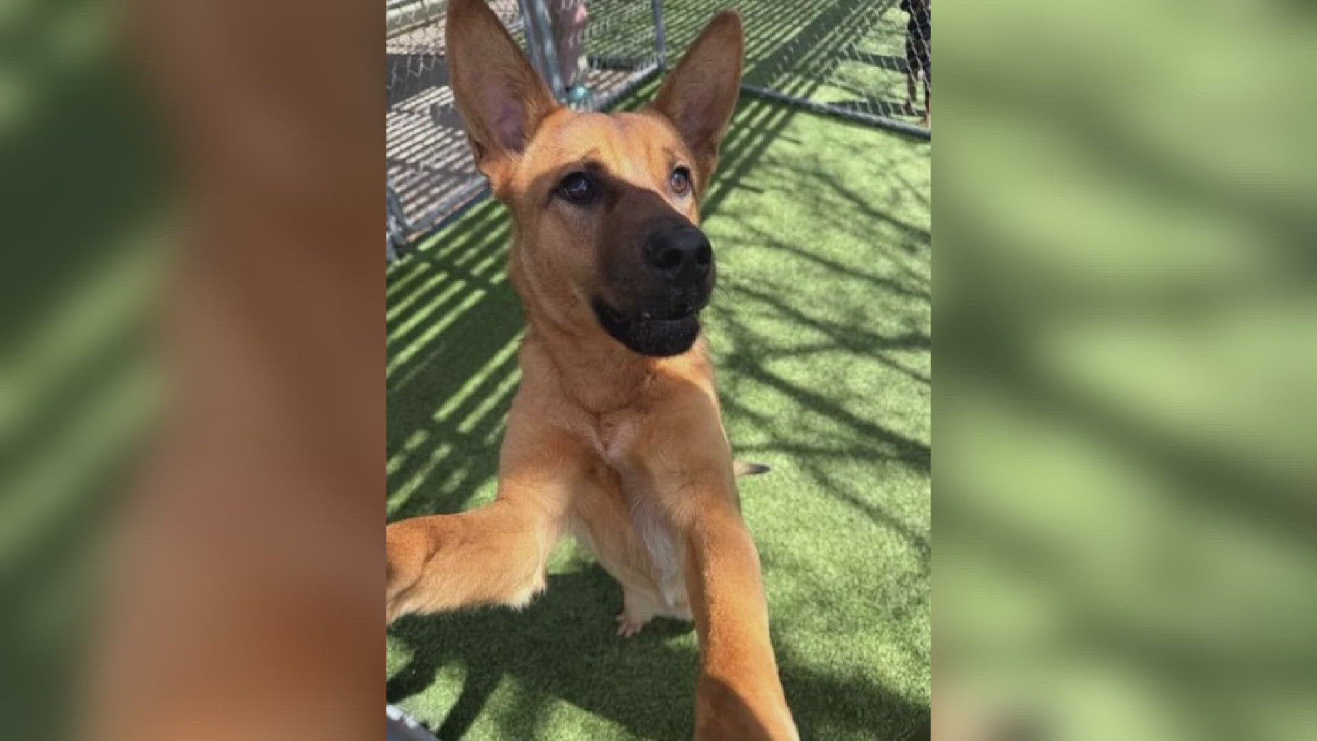 Texas Today is highlighting this weeks Perfect Pet up for adoption at the Killeen Animal Shelter. 