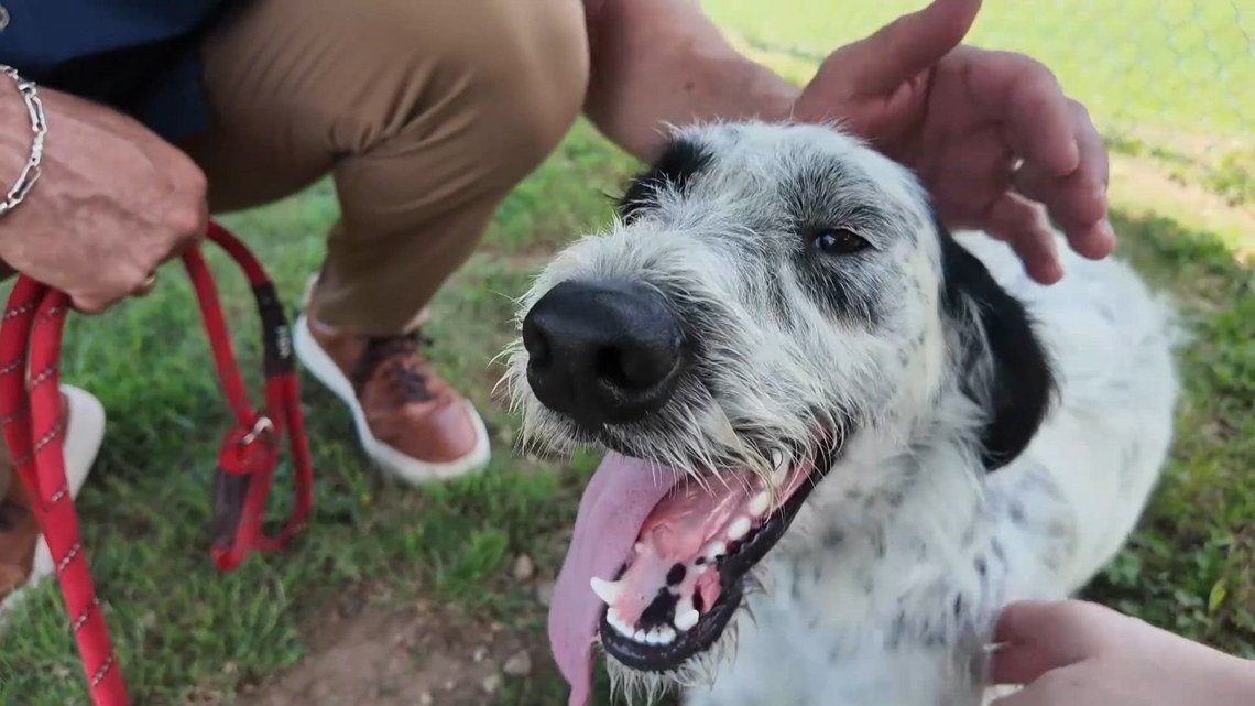 Perfect Pet of the week: Meet Oreo and Misty!
