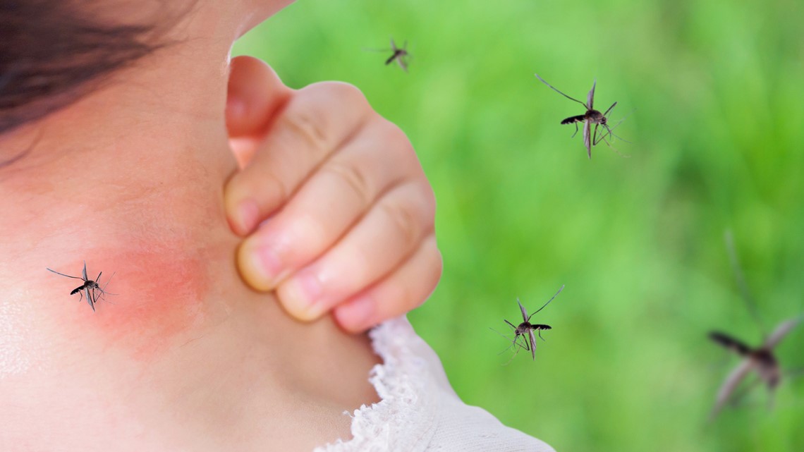 VERIFY Can mosquitoes spread HIV, Lyme disease?