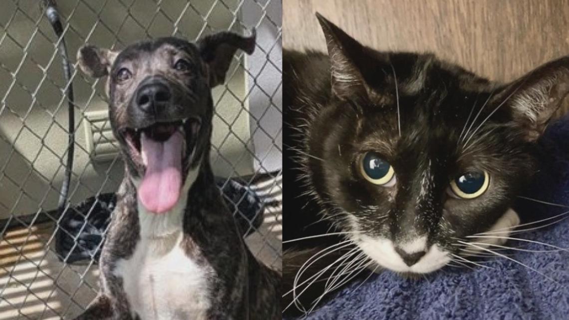 Meet Candy and Charlotte: Killeen’s Perfect Pets of the Week