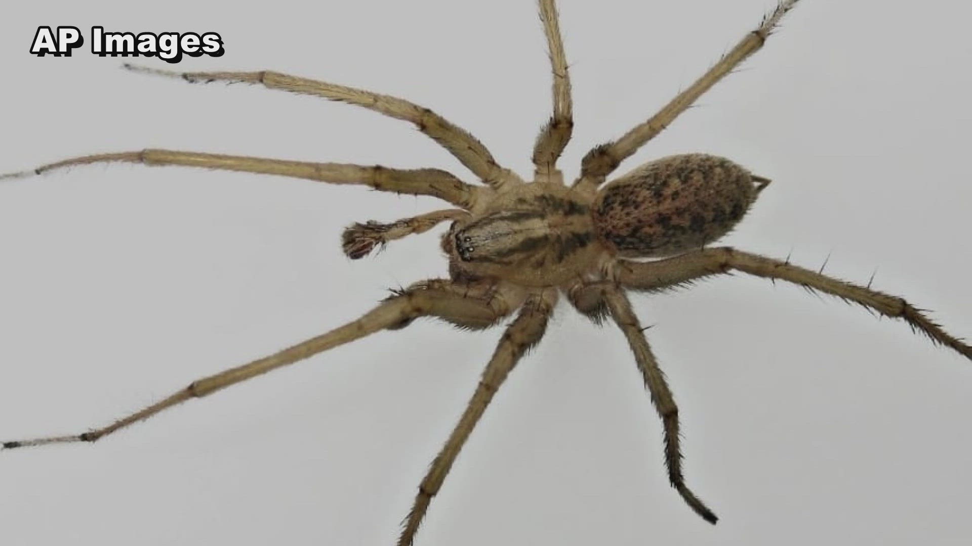 Brown recluse spiders are being spotted across Central Texas, partly due to the summer heat. Here's what to know about the potentially dangerous spiders.