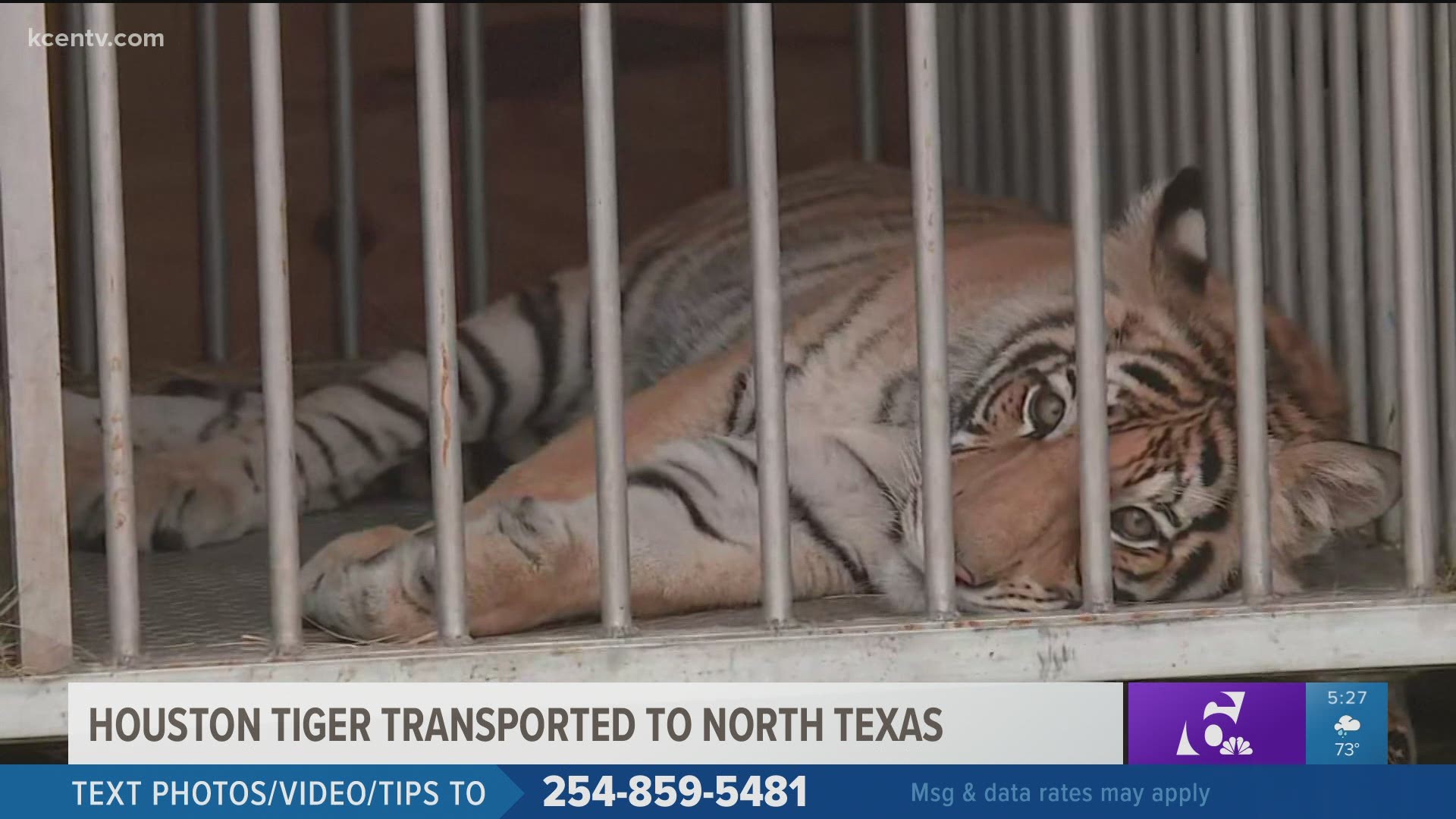 Tiger seen wandering Houston neighborhood taken to North Texas animal  sanctuary 