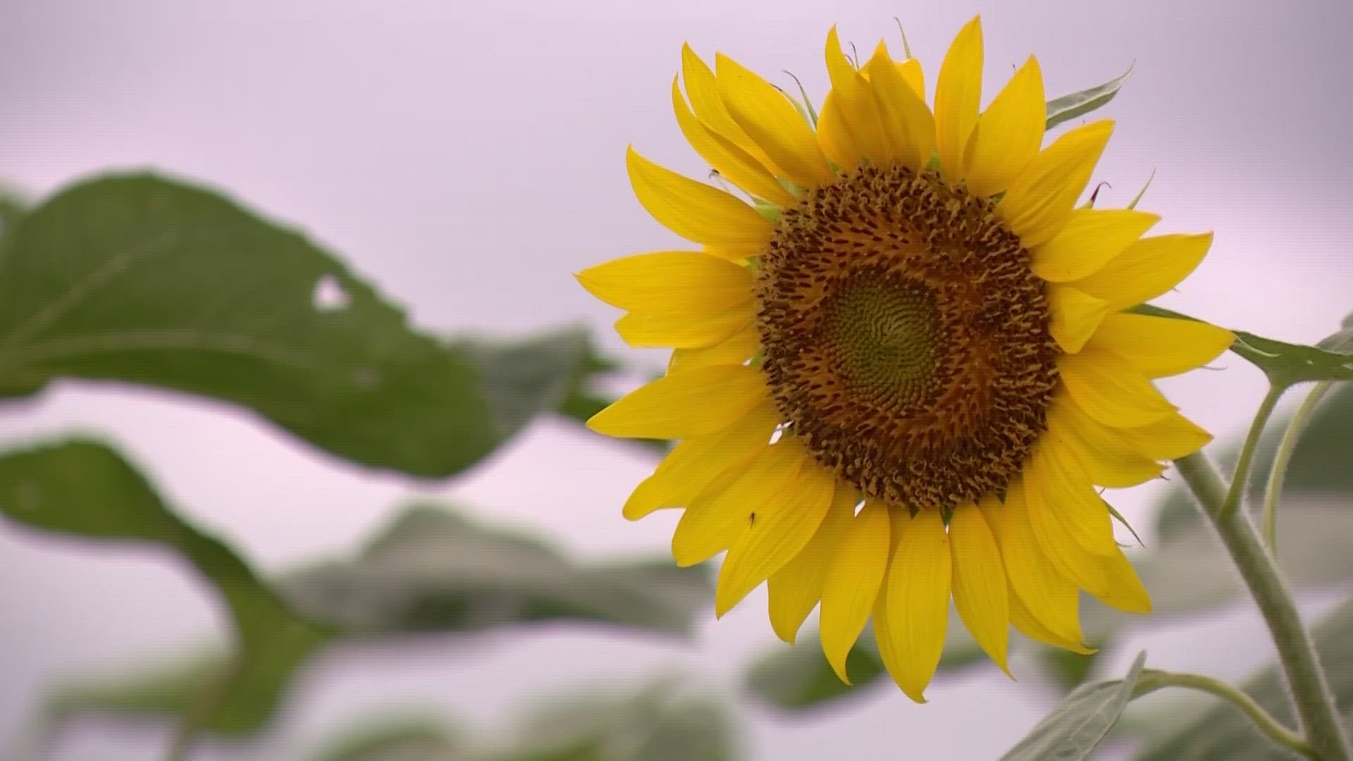 The family who came up with the idea of the sunflower field wanted to turn their sadness into something that the whole community can enjoy.