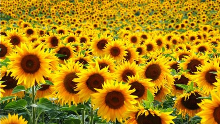 Beautiful Texas sunflower field opens Friday