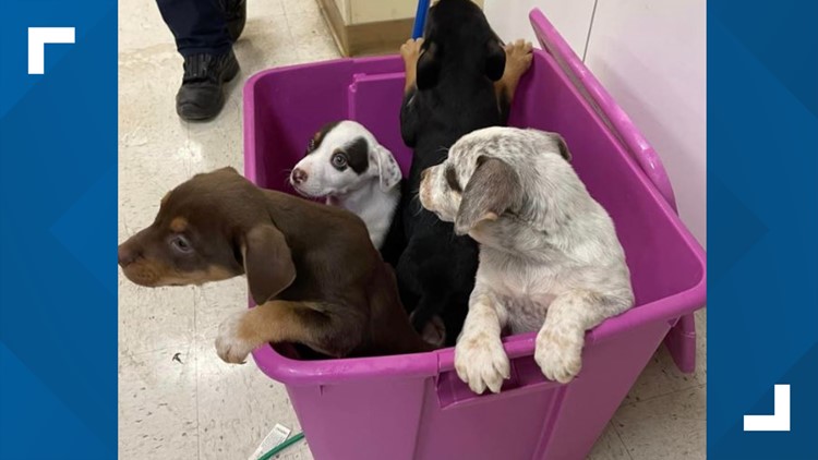 Four puppies found abandoned inside fire station dumpster