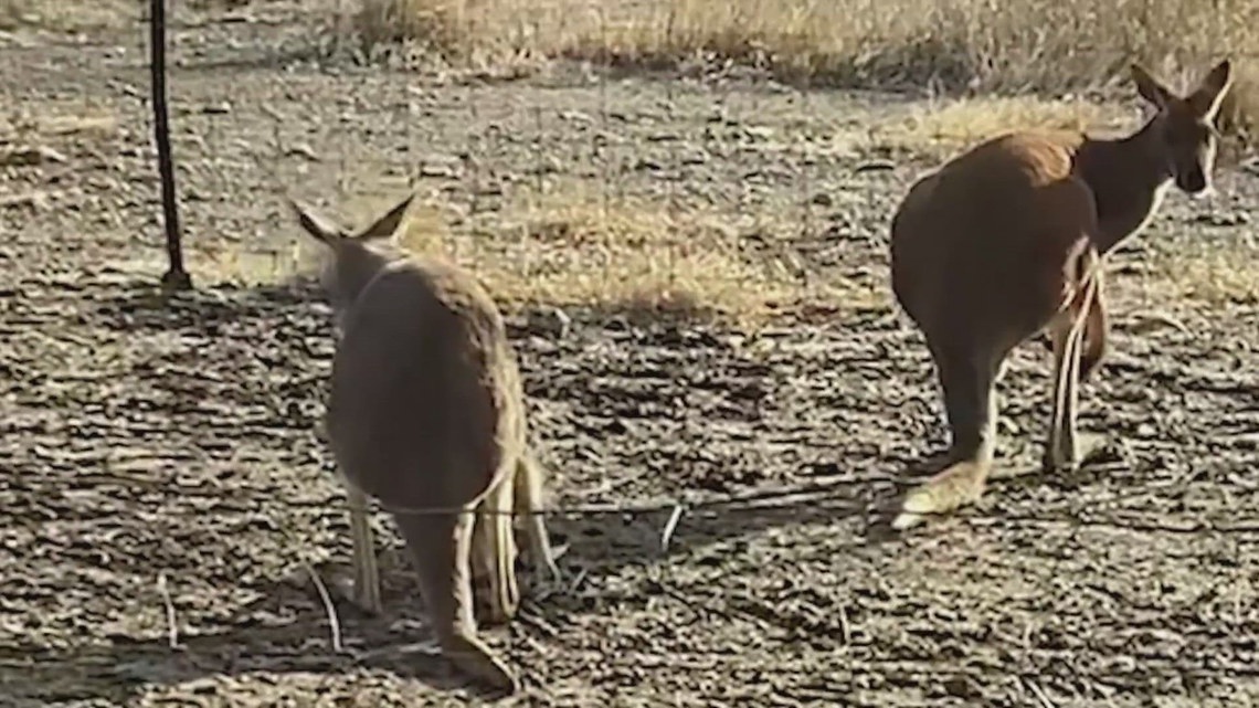 'You're in a horror movie': Texas family loses kangaroos and other exotic animals to catastrophic flooding