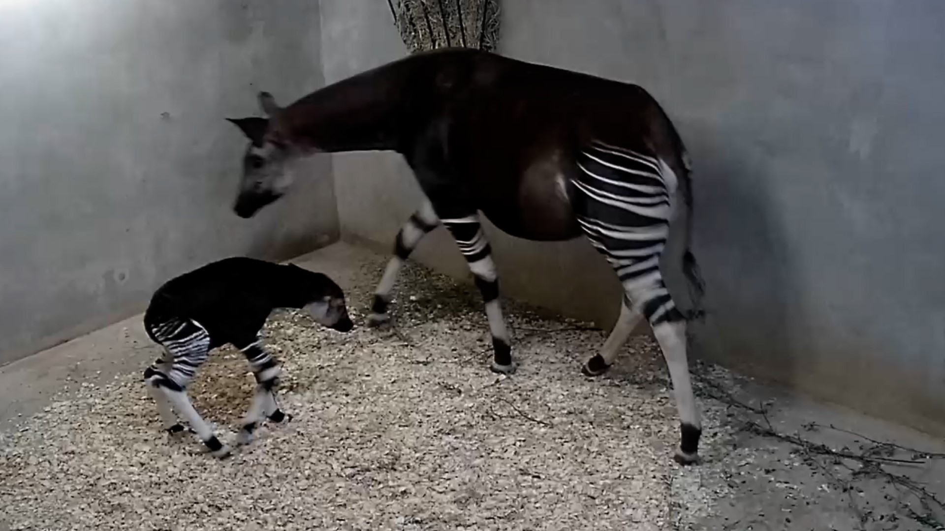 Baby Okapi born at San Antonio Zoo