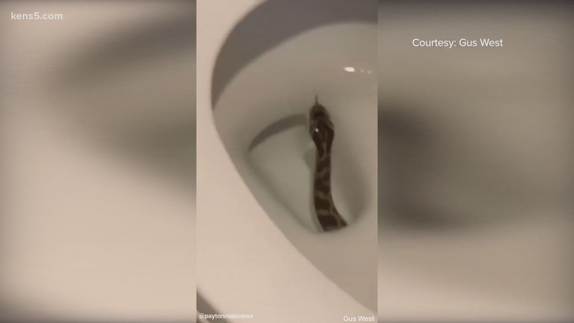 Yes, snakes can really get to your toilet through the plumbing - Vimarsana News