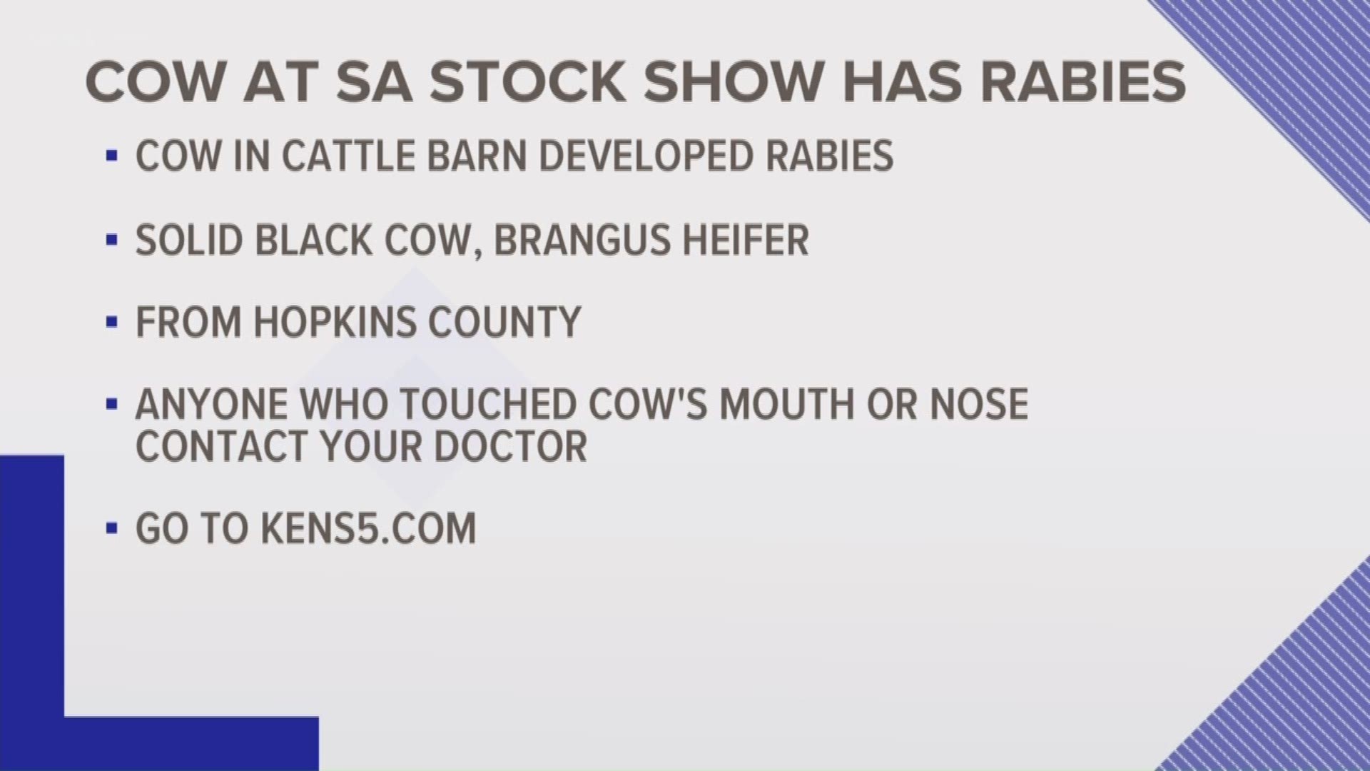 Officials said only rodeo attendees who came into contact with the cow's saliva are at risk for rabies exposure.