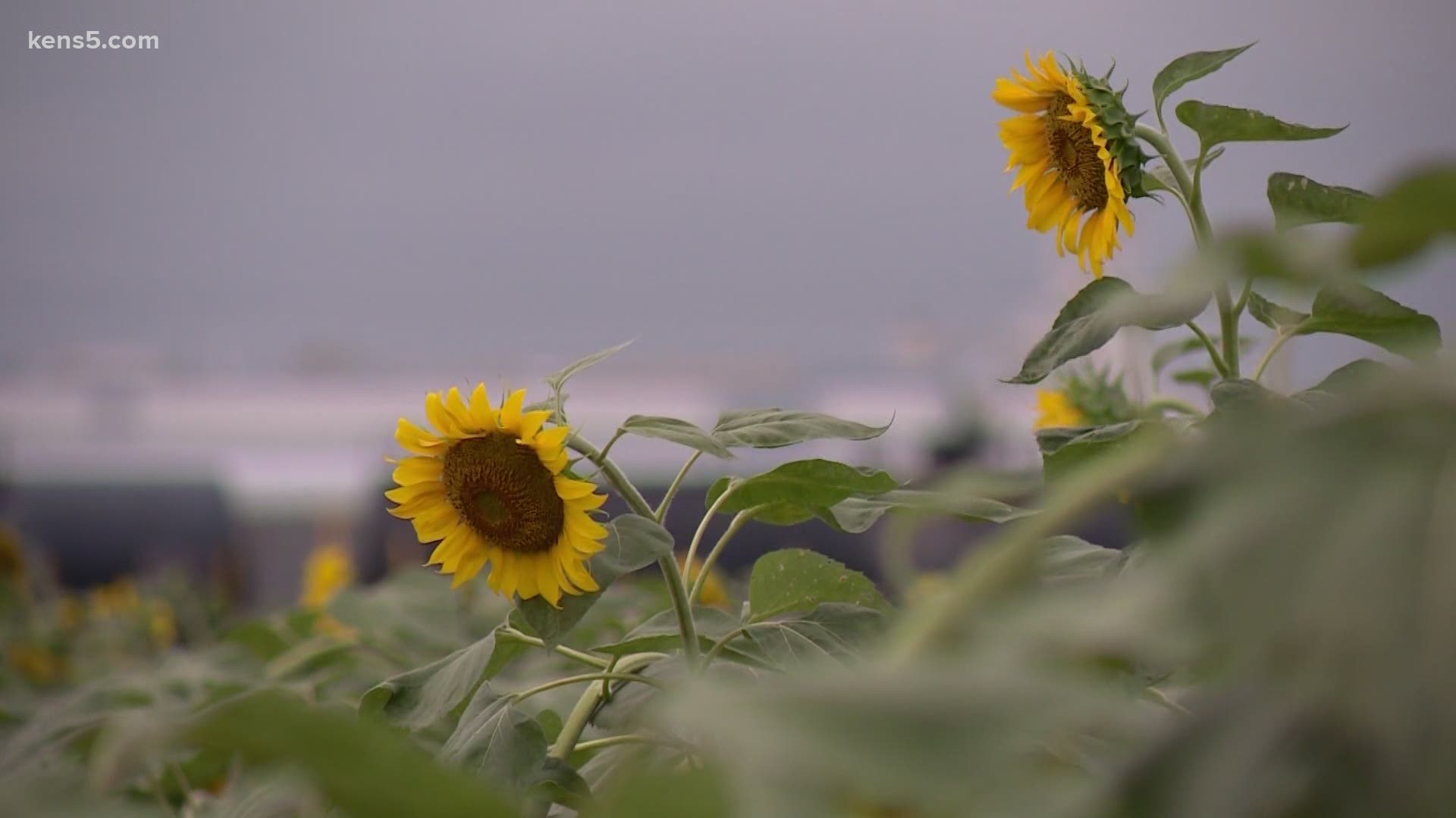 A staff member at the sunflower field at Trader's Villiage shares what sunflowers mean to him and to some of the visitors to the field.