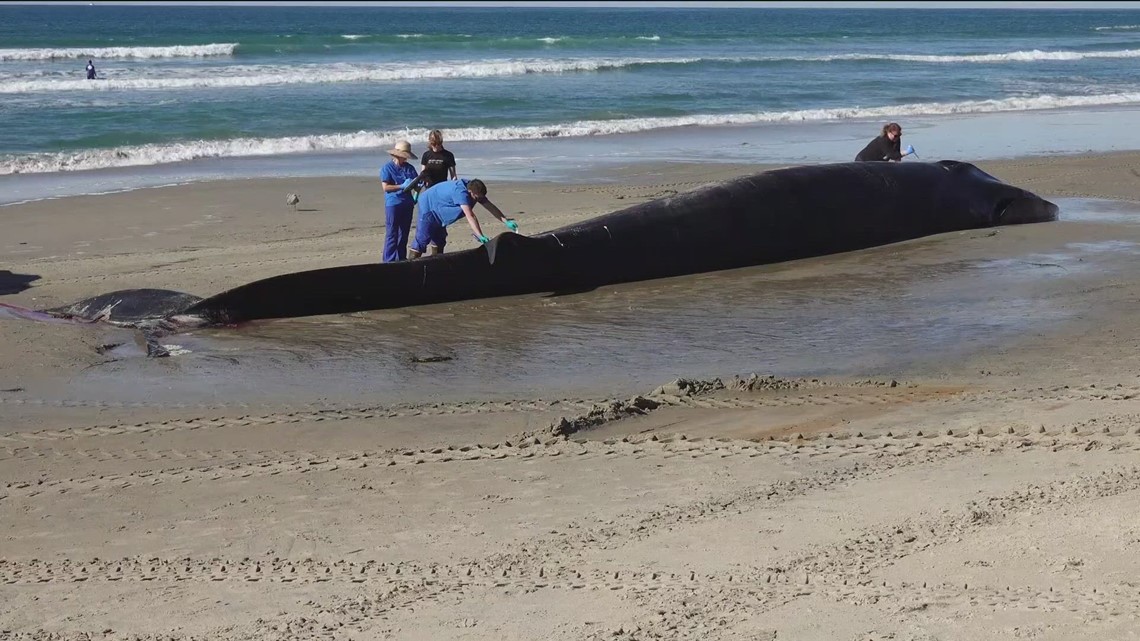 Dead whale washed up in Pacific Beach - Vimarsana News