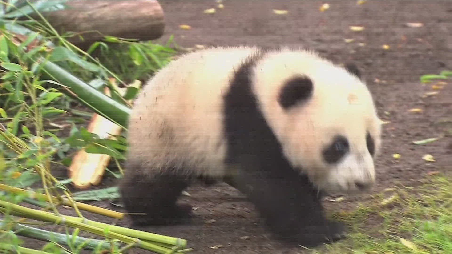 San Diego Zoo will receive pandas from China | kcentv.com