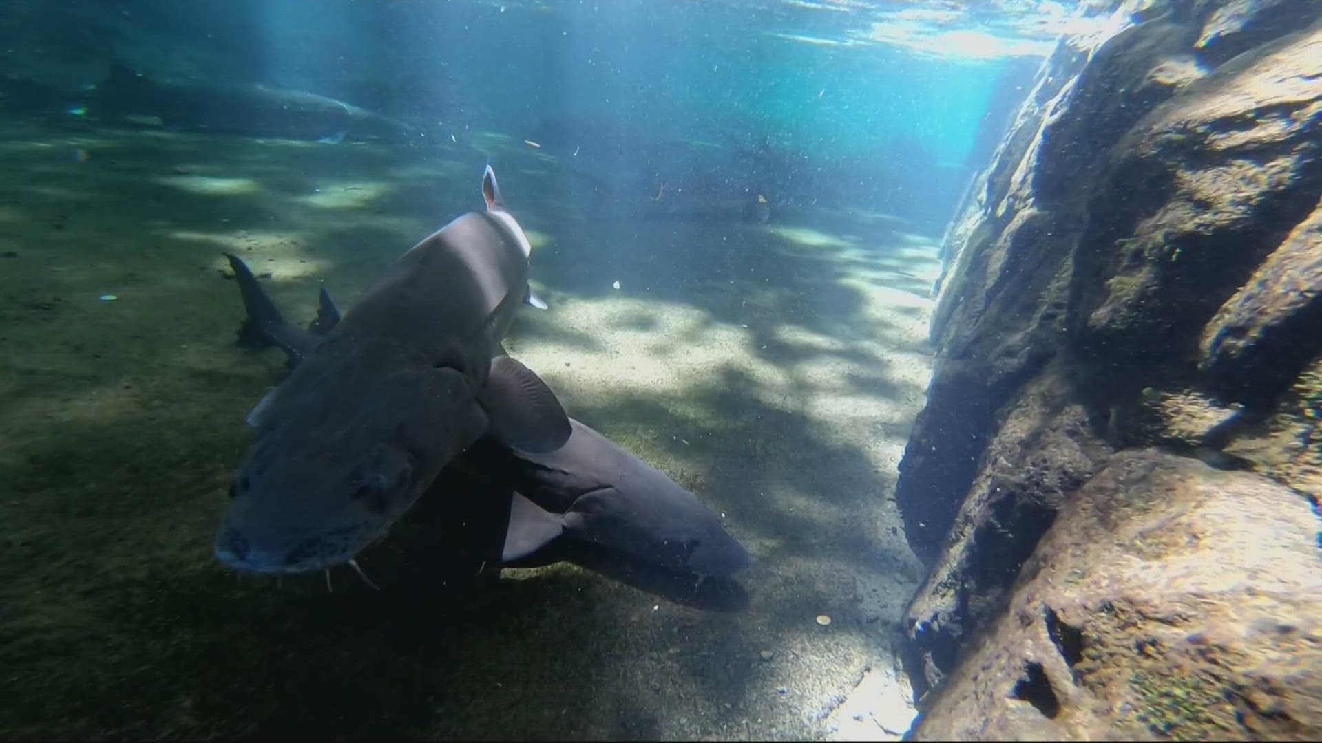 The public is invited to learn and celebrate Herman the Sturgeon this weekend. The 10 feet long, 500 pound fish is celebrating her 88th birthday this summer.