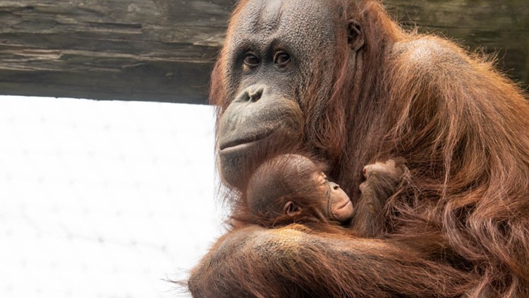 Cameron Park Zoo introduces new tool for orangutans