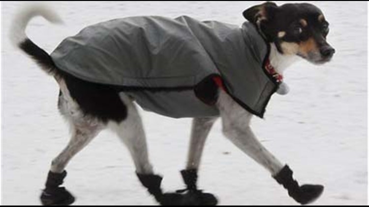 Winter safety tips for your pets