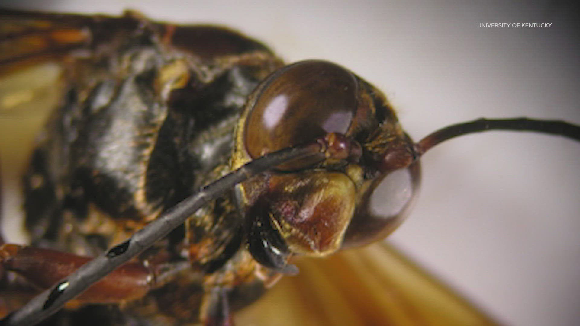 Large wasps spotted around Montgomery County recently are making people nervous, but experts say there's no need to worry -- they're not murder hornets.