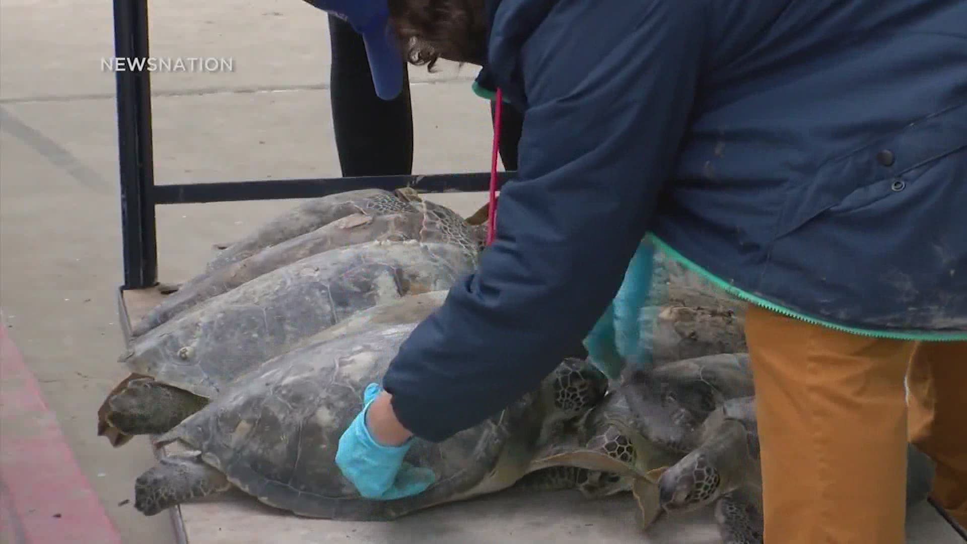 More than 2,000 rescued sea turtles have been released back into the warmer waters of the Gulf of Mexico off the coasts of Corpus Christi and South Padre Island.